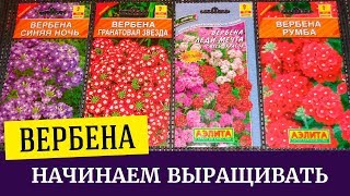 Вербена, начинаем выращивать, посев вербены из семян