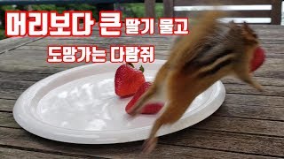 [ENG] 머리보다 큰 딸기 물고 도망가는 다람쥐 제니 Chipmunk Jenny grabs a strawberry bigger than her head and runs away