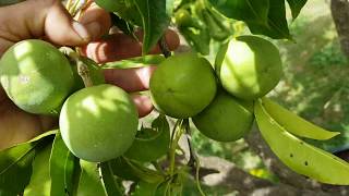 My WHITE SAPOTE Collection Summer 2020