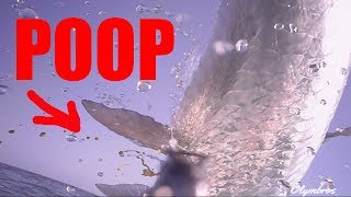 Tarpon Poop When They Fly - Confirmed.