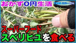 【おかず0円生活】野草最強の効能を持つスベリヒユを食べる！馬齒莧這個做法太好吃了