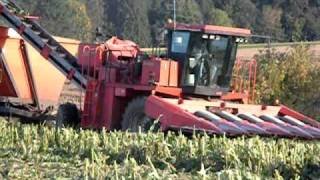 Sweet Corn Harvest 2010