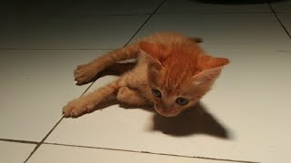 LUCUNYA MELIHAT SI MANIS BERMAIN. ANAK KUCING HAPPY. #Shorts