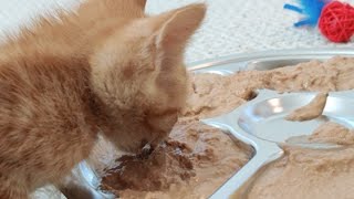 Tinker kids eating 2020-02-04