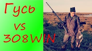 гусь vs 308 win