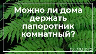 Можно ли дома держать папоротник комнатный? | toNature.Info
