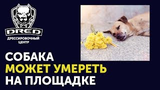 Почему не стоит обучать собаку на площадке | Ваша собака может умереть