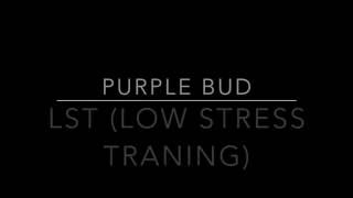 LOW STRESS METHOD (LST) cannabis training