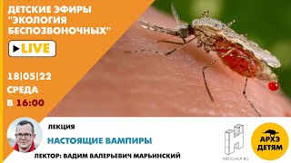 Детский эфир Вадима Марьинского "Настоящие вампиры" курса "Экология беспозвоночных"