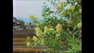 Таёжный Чикой Забайкальский край часть 2