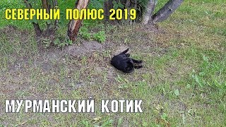 Мурманский котик | Сочинец на Северном полюсе