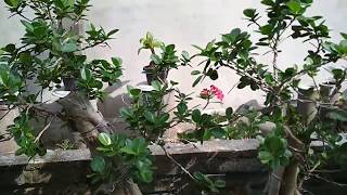 BAHAN BONSAI BERINGIN (KAYU ORO)