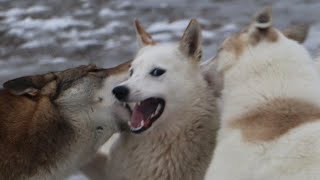 В январе лайки по лужам