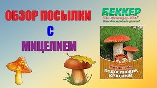 Домашняя Грибница Опята В Коробке Отзывы