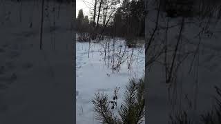 Ловля клестов.