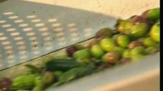 How Olive Oil Is Made