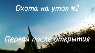 Охота на уток #2 "Первая после открытия"