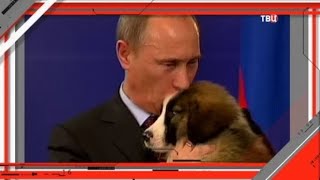 Политическое животное