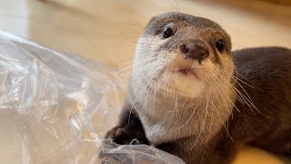 袋の中のジャーキーをまさかな方法で突破して取り出したカワウソがすごい Amazing how the otter got the jerky out of the bag.