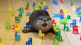 カワウソと猫で障害物走やったら全然違う結果になった！ Obstacle run with an otter and a cat and got totally different results!