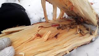 заготовка наживки (древоточец ивовый пахучий)