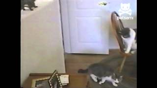 Cat attacked by toy squirrel