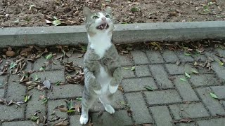 Коты поют и играют. Cats song and fight. 猫の歌と戦い. 고양이 노래와 싸움. Katzenlieder und Kampf. 猫歌和战斗.