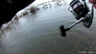 X Troć Iny 2017 - hol troci 83cm C&R 14.01.2017