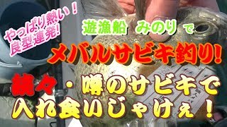 続々・遊漁船みのりでメバルサビキ！