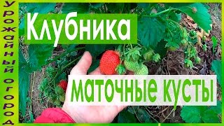 МАТОЧНЫЕ КУСТЫ КЛУБНИКИ!