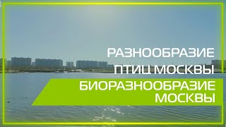 Видео 360 | Разнообразие птиц Москвы. Биоразнообразие Москвы