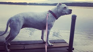 Her dog has dementia. And she's starting to forget about her.