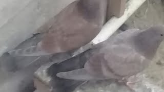 #Pigeon.Выбраковка голубей. Продолжение.