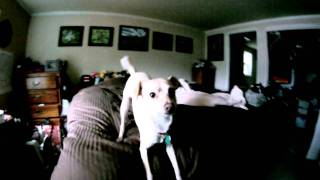 Torkie - Italian Greyhound Chihuahua mix making silly noise