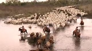 Almir Sater - Boiada - Música Sertaneja Raiz - Raridade