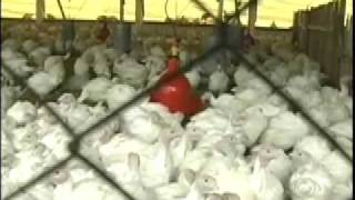 Produção de peru em Ponta Grossa