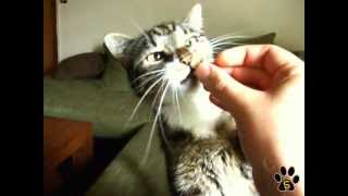 SMICE NHI (E050) ► FEEDING THE PREDATORS