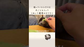 冷蔵庫からレタス盗もうとするカワウソに丸ごとくれてやった！ I gave a whole lettuce to an otter trying to steal it from the fridge.