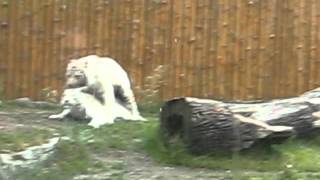 porno we wrocławskim zoo