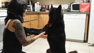 Luna the Wolfdog is Happy We're Home