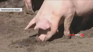 В Приморье введен режим ЧС из-за африканской чумы