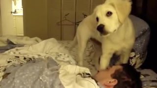 Животные будят своих хозяев