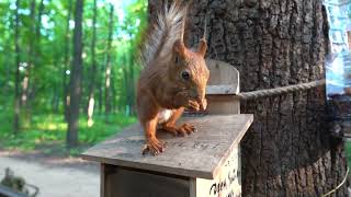 Дятел кормит орехами своего птенца, а белки едят сами / The woodpecker feeds nuts to his chick