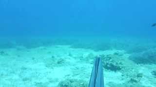 ΚΟΙΤΑΞΤΕ ΤΙ ΨΑΡΟΥΚΛΑ ΕΧΑΣΕ ΜΕ ΤΟ ΨΑΡΟΝΤΟΥΦΕΚΟ.......!!!!!!