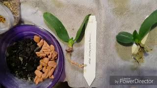 Семь азиатских фаленопсисов?как я сажаю малышню?