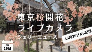 【開花発表あるか!?】東京桜開花ライブカメラ2022〜靖国神社〜2022.3.19 13:30~/tokyo sakura