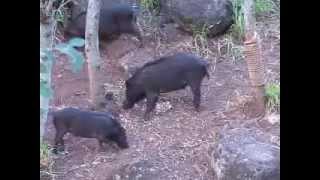 Cross bow hunting Hawaiian Boar