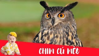 Dạy bé học nói con vật tiếng Việt | Chim cú mèo | Dạy trẻ thông minh sớm