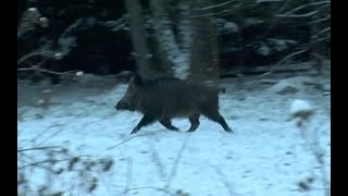 Охота на кабана и косулю. Загонная охота в Беларуси, часть-3.