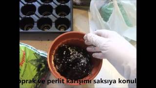 Tohum Çimlendirme Projesi (Seed Germination Project)